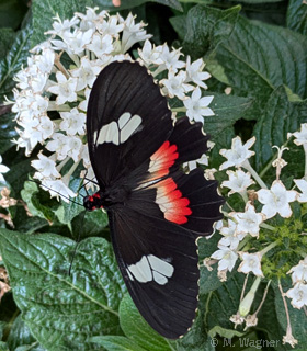 Parides erithalion