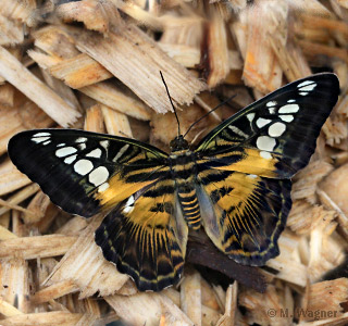 Parthenos sylvia   Clipper