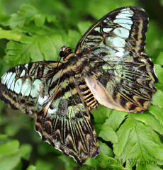 Parthenos sylvia grün