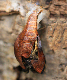 Parthenos sylvia Schlupf des Falters