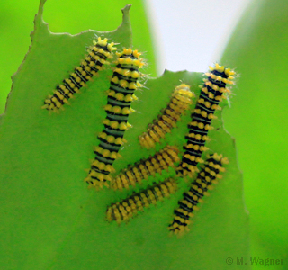 Rothschildia-cincta_Raupe