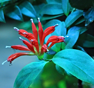 Ruellia baikiei