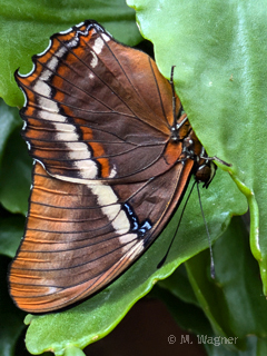 Schokoladenfalter-lateral