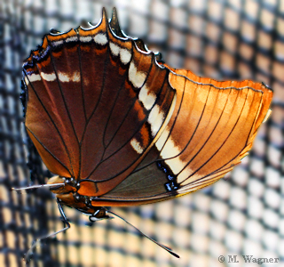 Siproeta epaphus  Rusty Tipped Page