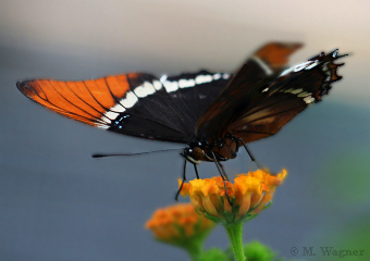 Siproeta-epaphus_Lantana-camara