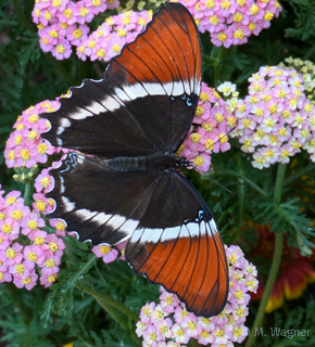 Siproeta-epaphus_Schafgarbe-Achillea-millefolium