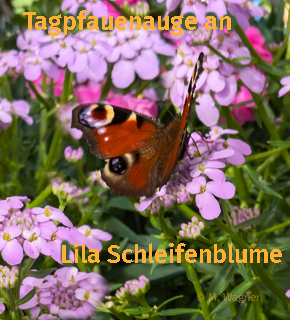 Tagpfauenaue an Lila-Schleifenblume