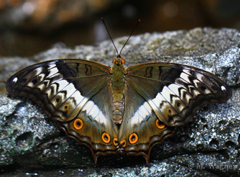 Vindula-erota-female