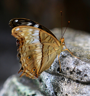 Vindula-erota_female_underwings