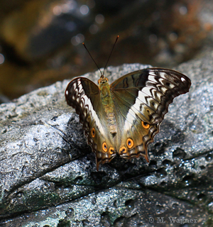 Vindula-erota-female