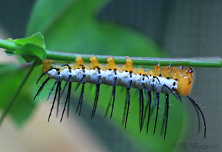 Zebrafalterraupe