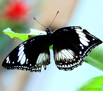 eierfliege_dorsal-Weibchen