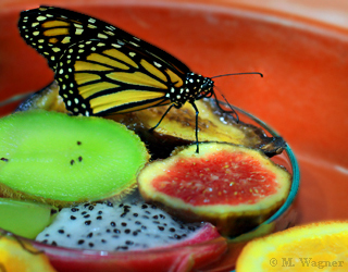 monarch at rotted-fruit