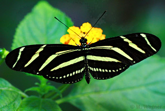 zebrafalter-an-wandelröschen