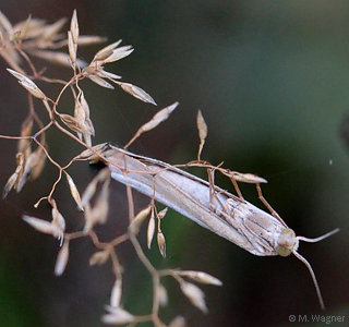 Agriphila-tristella_Unterseite