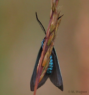 Ampfer-Gruenwidderchen_Unterseite