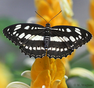 Asiatischer Eisvogel Athyma perius