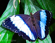 Banded-Morpho