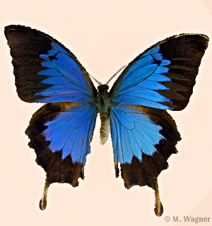 Bergschwalbenschwanz-Papilio-ulysses