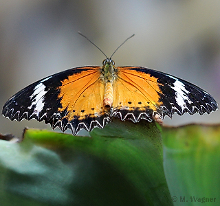 Cethosia-cyane-dorsal