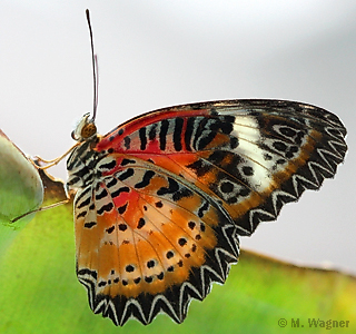 Schöne Fliegende Schmetterlinge, Leopard Lacewing Panited Jezebel