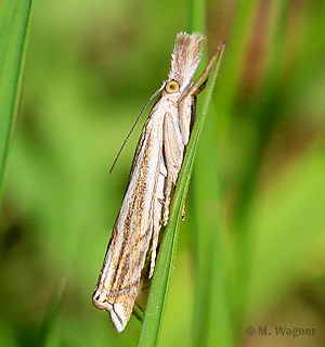 Crambus-lathoniellus