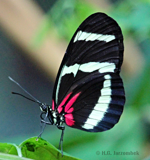 Gelbstreifiger-Passionsfalter Heliconius-hewitsoni