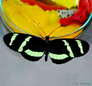 Gelbstreifiger-Passionsfalter Heliconius-hewitsoni