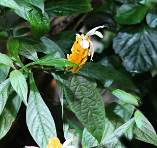 Goldähre Pachystachys lutea