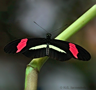 Heliconius-erato-petiverana