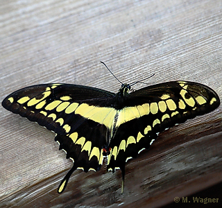 King-Swallowtail