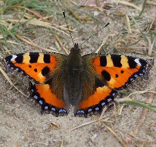 Kleiner-Fuchs am Pulverberg