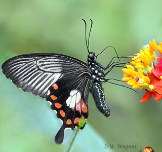 leiner-Mormon_Weibchen_an_Seidenblume