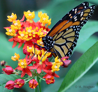 Monarch-an-Seidenblumenpflanze