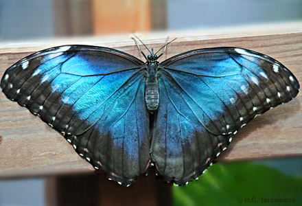 Morpho_dorsal