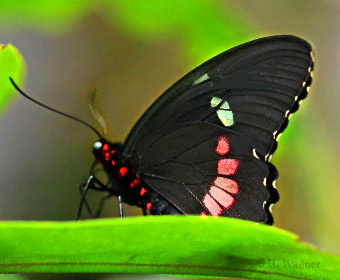 Parides-iphidamas