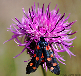 Veränderliches Widderchen dorsal