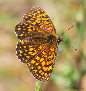 Wachtelweizen-Scheckenfalter_Graukresse