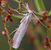 agriphila-tristella