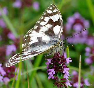 schachbrettfalter_Thymian