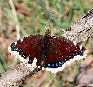 trauermantel-am-störitzsee