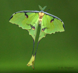 Afrikanischer Mondspinner