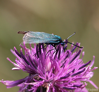 Ampfer-Grünwidderchen Weibchen lateral