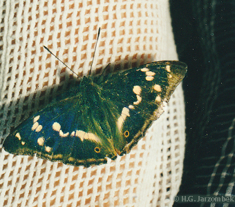 Apatura-iris--Grosser-Schillerfalter