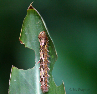 Bananenfalter Raupe