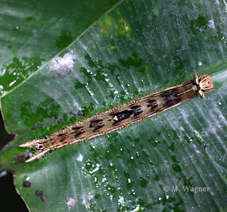 raupe des bananenfalters