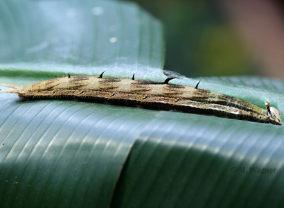 bananenfalter raupe