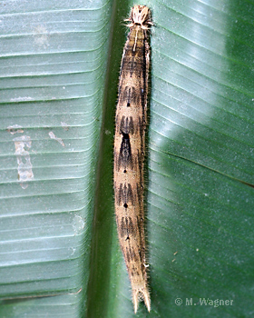 raupe des bananenfalters Aufsicht