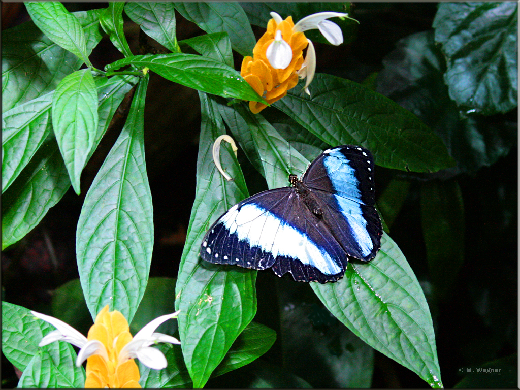 Banded-Morpho,Morpho-Achilles