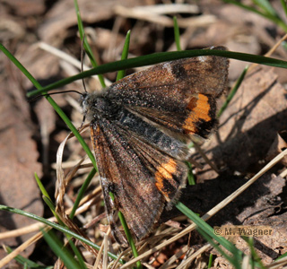 birkenjunfernkind im gras, seitlich